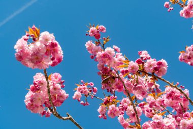 Saint Gallen, İsviçre, 19 Nisan 2025 Prunus Serrulata Kanzan veya botanik bahçesindeki Japon kiraz bitkisi