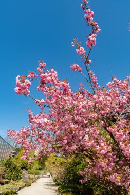 Saint Gallen, İsviçre, 19 Nisan 2025 Prunus Serrulata Kanzan veya botanik bahçesindeki Japon kiraz bitkisi