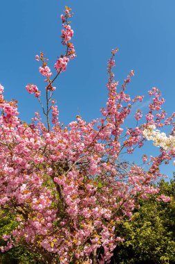Saint Gallen, İsviçre, 19 Nisan 2025 Prunus Serrulata Kanzan veya botanik bahçesindeki Japon kiraz bitkisi