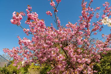 Saint Gallen, İsviçre, 19 Nisan 2025 Prunus Serrulata Kanzan veya botanik bahçesindeki Japon kiraz bitkisi