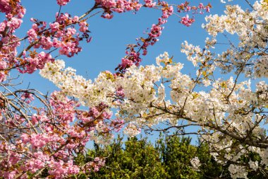 Saint Gallen, İsviçre, 19 Nisan 2025 Prunus Serrulata Jo Nioi veya botanik bahçesindeki Japon kiraz bitkisi