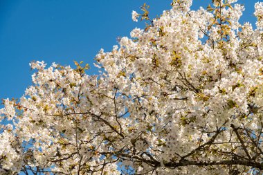 Saint Gallen, İsviçre, 19 Nisan 2025 Prunus Serrulata Jo Nioi veya botanik bahçesindeki Japon kiraz bitkisi
