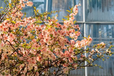 Saint Gallen, İsviçre, 19 Nisan 2025 Chaenomeles Speciosa Grandiflora veya botanik bahçesindeki çiçek açan ayva bitkisi