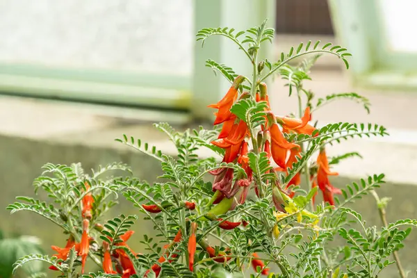 Saint Gallen, İsviçre, 19 Nisan 2025 Sutherlandia Frutescens veya botanik bahçesindeki kanser çalı bitkisi