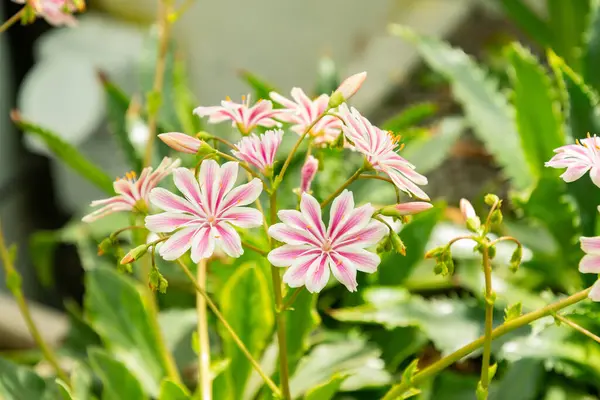 Saint Gallen, İsviçre, 19 Nisan 2025 Lewisia Cotyledon veya botanik bahçesindeki siskiyou lewisia bitkisi