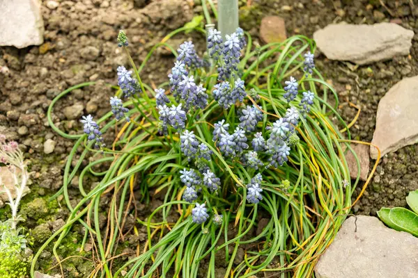 Saint Gallen, İsviçre, 19 Nisan 2025 Muscari Pulchellum bitkisi botanik bahçesinde.