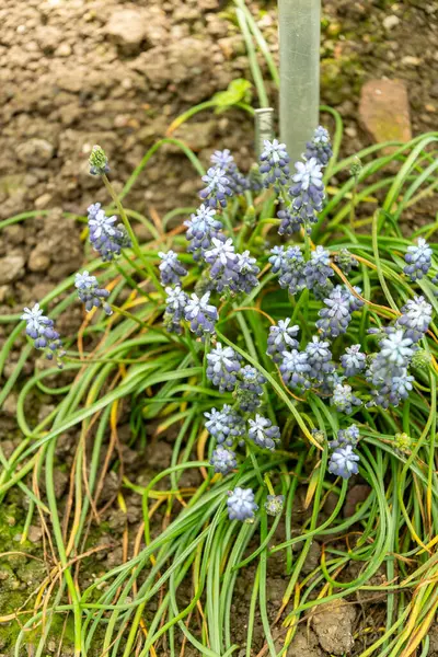 Saint Gallen, İsviçre, 19 Nisan 2025 Muscari Pulchellum bitkisi botanik bahçesinde.