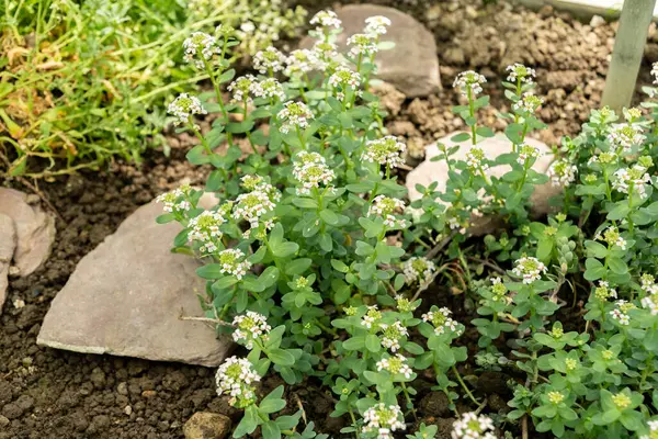 Saint Gallen, İsviçre, 19 Nisan 2025 Botanik Bahçesindeki Aethionema Thomasianum fabrikası
