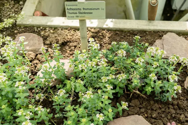 Saint Gallen, İsviçre, 19 Nisan 2025 Botanik Bahçesindeki Aethionema Thomasianum fabrikası