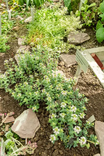 Saint Gallen, İsviçre, 19 Nisan 2025 Botanik Bahçesindeki Aethionema Thomasianum fabrikası