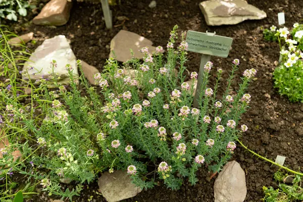 Saint Gallen, İsviçre, 19 Nisan 2025 Botanik Bahçesindeki Aethionema Diastrophis fabrikası