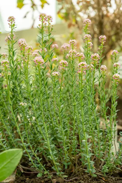 Saint Gallen, İsviçre, 19 Nisan 2025 Botanik Bahçesindeki Aethionema Diastrophis fabrikası