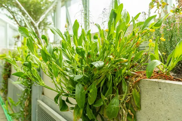 Saint Gallen, İsviçre, 19 Nisan 2025 Scorpiurus Muricatus veya botanik bahçesindeki dikenli akrep kuyruk fabrikası