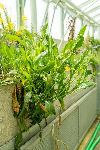 Saint Gallen, İsviçre, 19 Nisan 2025 Scorpiurus Muricatus veya botanik bahçesindeki dikenli akrep kuyruk fabrikası