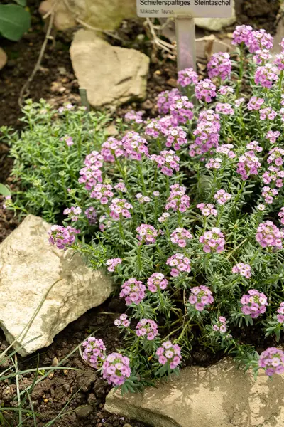 Saint Gallen, İsviçre, 19 Nisan 2025 Botanik Bahçesindeki Aethionema Schistosum fabrikası