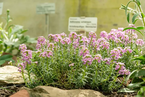 Saint Gallen, İsviçre, 19 Nisan 2025 Botanik Bahçesindeki Aethionema Schistosum fabrikası