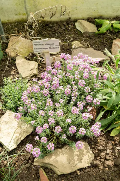 Saint Gallen, İsviçre, 19 Nisan 2025 Botanik Bahçesindeki Aethionema Schistosum fabrikası