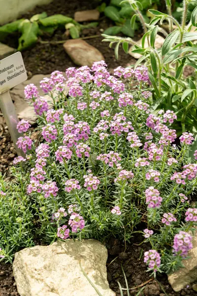 Saint Gallen, İsviçre, 19 Nisan 2025 Botanik Bahçesindeki Aethionema Schistosum fabrikası