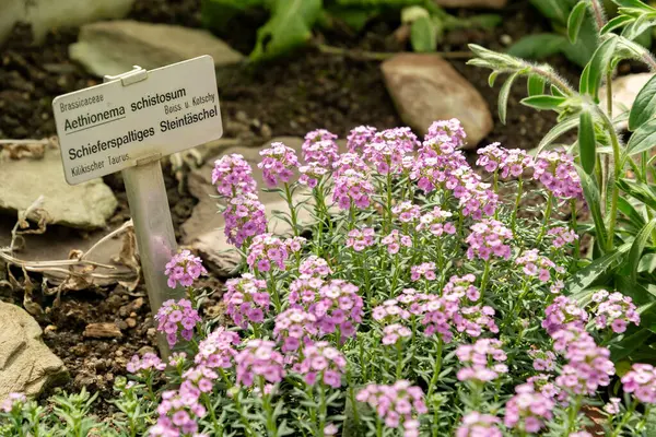 Saint Gallen, İsviçre, 19 Nisan 2025 Botanik Bahçesindeki Aethionema Schistosum fabrikası