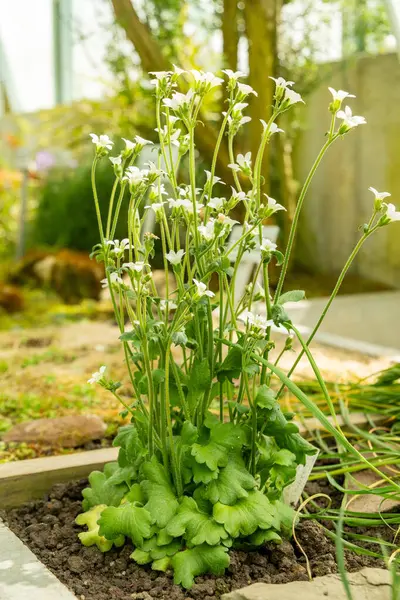 Saint Gallen, İsviçre, 19 Nisan 2025 Saxifraga Granulata veya botanik bahçesindeki çayırlık saksafon bitkisi