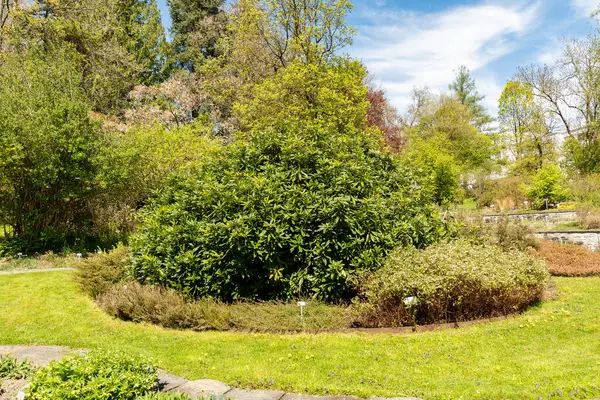 Saint Gallen, İsviçre, 19 Nisan 2025 Botanik Bahçesindeki Rhododendron Ponticum fabrikası