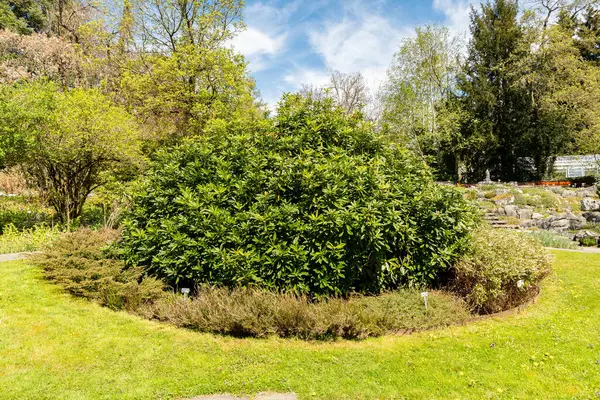 Saint Gallen, İsviçre, 19 Nisan 2025 Botanik Bahçesindeki Rhododendron Ponticum fabrikası