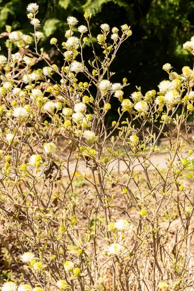 Saint Gallen, İsviçre, 19 Nisan 2025 Fothergilla Gardenii veya botanik bahçesindeki cadı gülü fabrikası