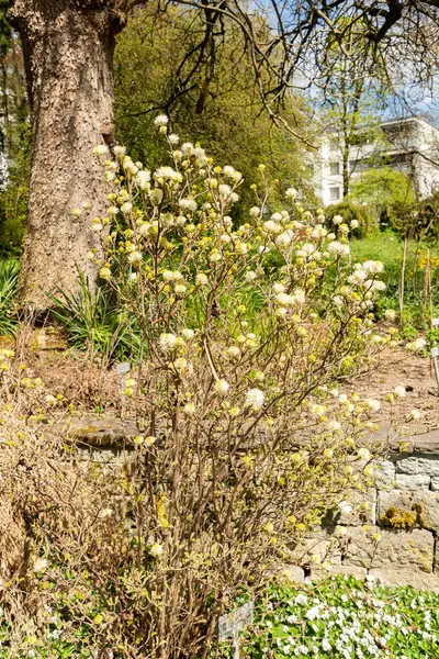 Saint Gallen, İsviçre, 19 Nisan 2025 Fothergilla Gardenii veya botanik bahçesindeki cadı gülü fabrikası