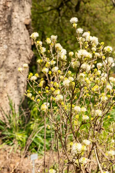 Saint Gallen, İsviçre, 19 Nisan 2025 Fothergilla Gardenii veya botanik bahçesindeki cadı gülü fabrikası