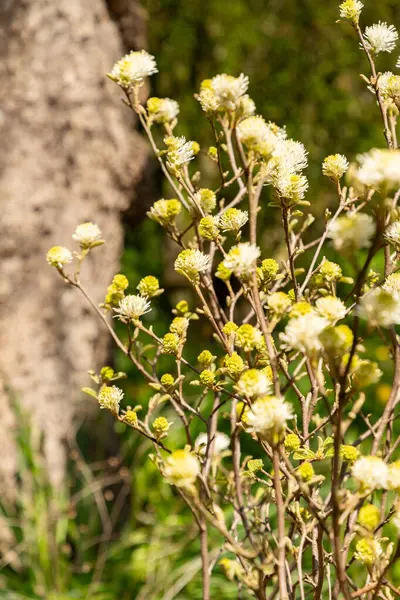 Saint Gallen, İsviçre, 19 Nisan 2025 Fothergilla Gardenii veya botanik bahçesindeki cadı gülü fabrikası