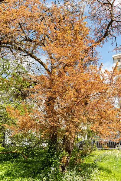 Saint Gallen, İsviçre, 19 Nisan 2025 Prunus Cerasifera Hessei veya botanik bahçesindeki kiraz eriği bitkisi