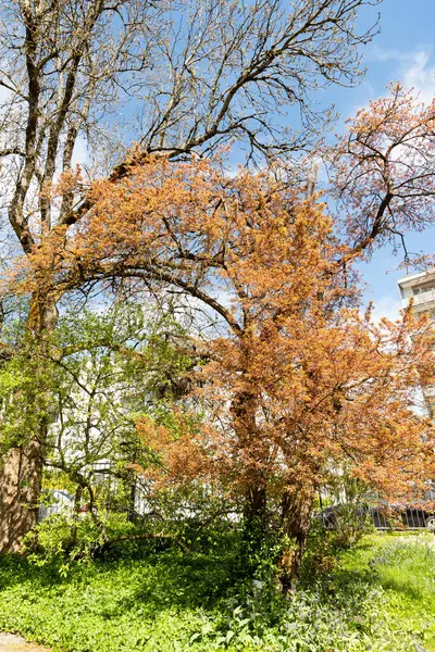 Saint Gallen, İsviçre, 19 Nisan 2025 Prunus Cerasifera Hessei veya botanik bahçesindeki kiraz eriği bitkisi