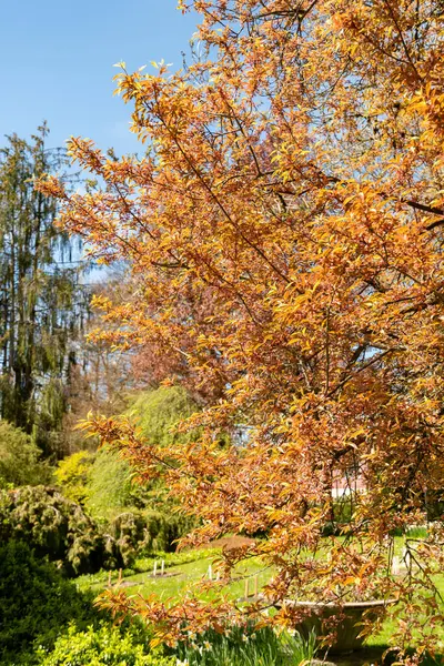 Saint Gallen, İsviçre, 19 Nisan 2025 Prunus Cerasifera Hessei veya botanik bahçesindeki kiraz eriği bitkisi