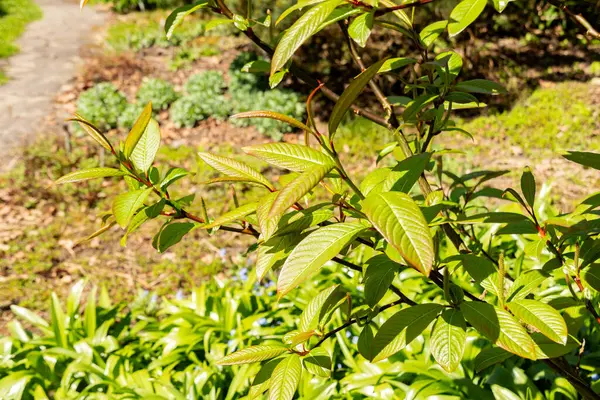 Saint Gallen, İsviçre, 19 Nisan 2025 Salix Moupinensis veya botanik bahçesindeki Moupin söğüt bitkisi