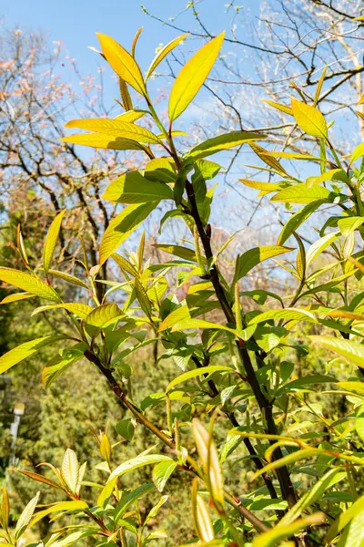 Saint Gallen, İsviçre, 19 Nisan 2025 Salix Moupinensis veya botanik bahçesindeki Moupin söğüt bitkisi