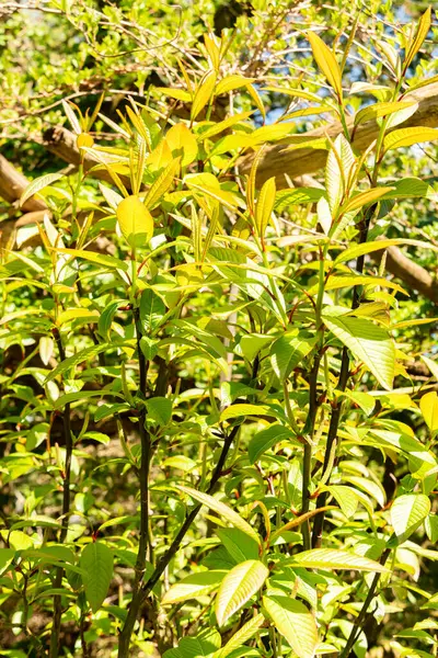 Saint Gallen, İsviçre, 19 Nisan 2025 Salix Moupinensis veya botanik bahçesindeki Moupin söğüt bitkisi