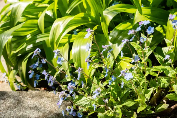 Saint Gallen, İsviçre, 19 Nisan 2025 Omphalodes Cappadocica veya botanik bahçesindeki kapadokyacı Navelwort fabrikası