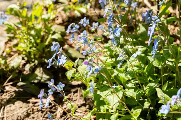 Saint Gallen, İsviçre, 19 Nisan 2025 Omphalodes Cappadocica veya botanik bahçesindeki kapadokyacı Navelwort fabrikası