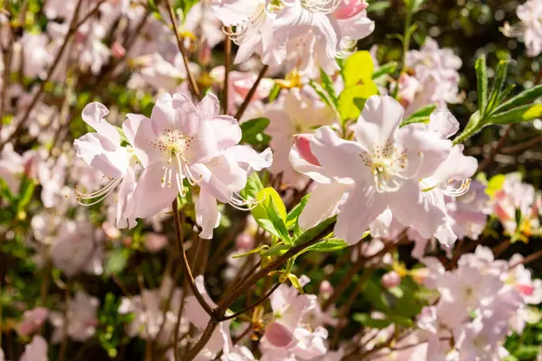 Saint Gallen, İsviçre, 19 Nisan 2025 Rhododendron Schlippenbachii veya botanik bahçesindeki kraliyet açelya bitkisi