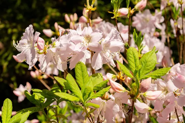 Saint Gallen, İsviçre, 19 Nisan 2025 Rhododendron Schlippenbachii veya botanik bahçesindeki kraliyet açelya bitkisi