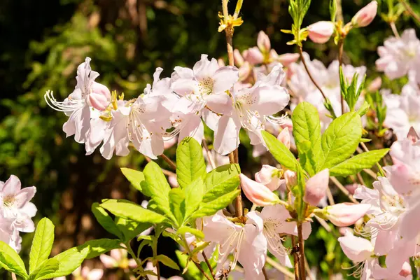 Saint Gallen, İsviçre, 19 Nisan 2025 Rhododendron Schlippenbachii veya botanik bahçesindeki kraliyet açelya bitkisi