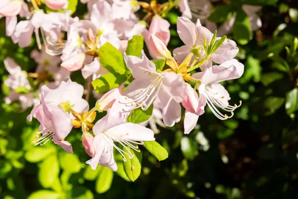 Saint Gallen, İsviçre, 19 Nisan 2025 Rhododendron Schlippenbachii veya botanik bahçesindeki kraliyet açelya bitkisi