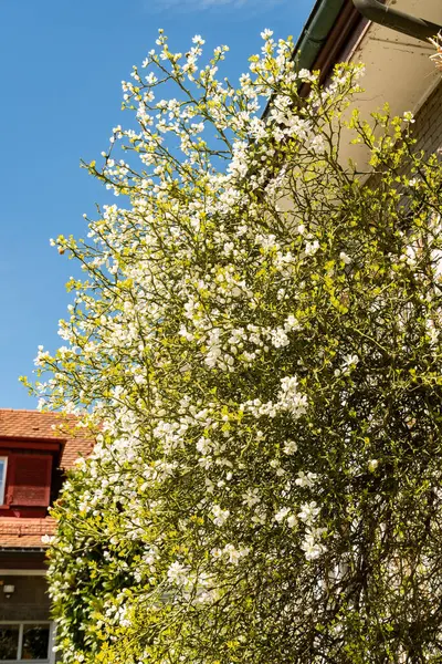 Saint Gallen, İsviçre, 19 Nisan 2025 Poncirus Trifoliata fabrikası botanik bahçesinde.