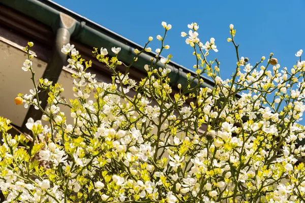 Saint Gallen, İsviçre, 19 Nisan 2025 Poncirus Trifoliata fabrikası botanik bahçesinde.