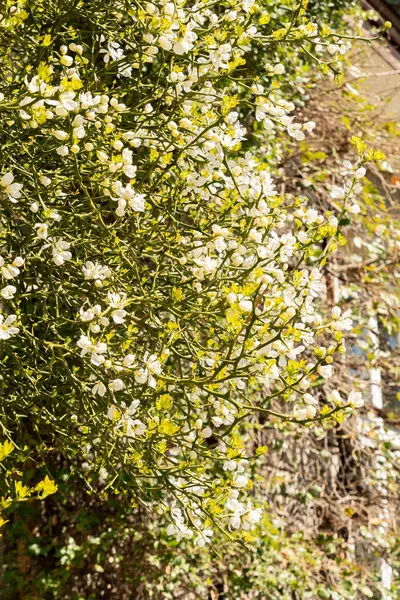 Saint Gallen, İsviçre, 19 Nisan 2025 Poncirus Trifoliata fabrikası botanik bahçesinde.