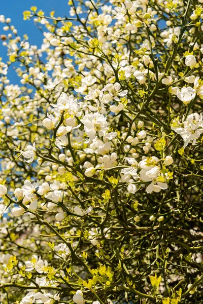 Saint Gallen, İsviçre, 19 Nisan 2025 Poncirus Trifoliata fabrikası botanik bahçesinde.