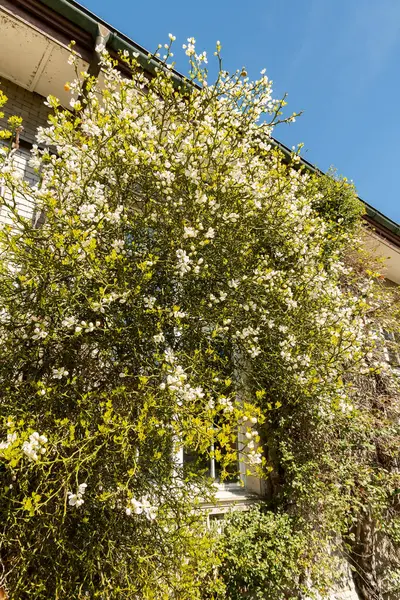 Saint Gallen, İsviçre, 19 Nisan 2025 Poncirus Trifoliata fabrikası botanik bahçesinde.