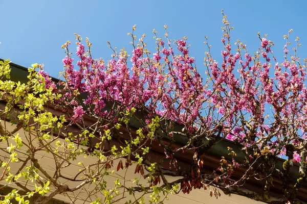 Saint Gallen, İsviçre, 19 Nisan 2025 Cercis Siliquastrum veya botanik bahçesindeki Judas ağacı