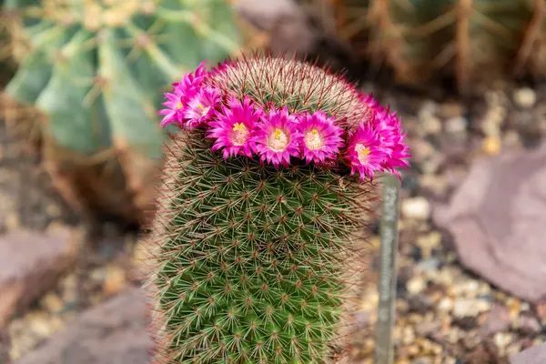 Saint Gallen, İsviçre, 19 Nisan 2025 Mammillaria sp bitkisi botanik bahçesinde.