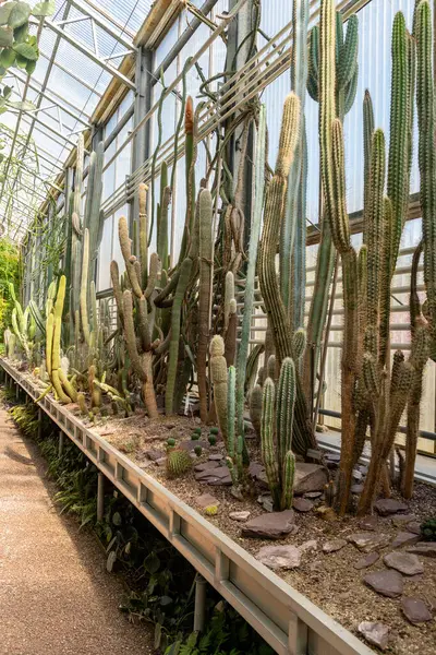 Saint Gallen, İsviçre, 19 Nisan 2025 Botanik Bahçesinde sergilenen egzotik bitkiler